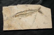 Allothrissops salmoneus (BLAINVILLE, 1818)