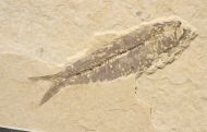 Knightia alta (Leidy, 1873)