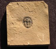 Cedaria minor (WALCOTT, 1916)