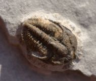 Brachyaspidion microps ROBINSON, 1971