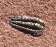 Nephalicephalus beebei  (Peters unpub.)