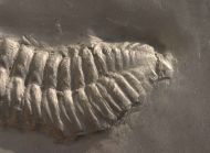 Chotecops sp.