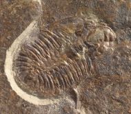 Ogygopsis typicalis (Resser, 1939)