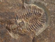 Ogygopsis typicalis (Resser, 1939)