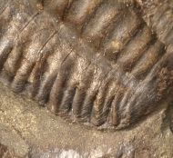 Ellipsocephalus hoffi (Schlotheim, 1823)