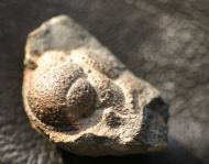Acantopyge balliviani (Kizlowski, 1923)