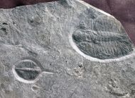 Cnemidopyge nuda nuda (MURCHISON, 1839) & Ogygiocarella debuchii