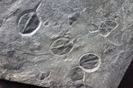 Cnemidopyge nuda nuda (MURCHISON, 1839) & Ogygiocarella debuchii