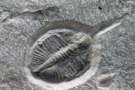 Cnemidopyge nuda nuda (MURCHISON, 1839) & Ogygiocarella debuchii