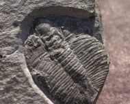 Cnemidopyge nuda nuda (MURCHISON, 1839) & Ogygiocarella debuchii
