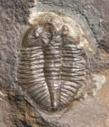 Ogyginus corndensis (MURCHISON,1839)