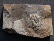 Ogyginus corndensis (MURCHISON,1839)