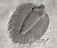 Arctinurus boltoni (BIGSBY, 1825)