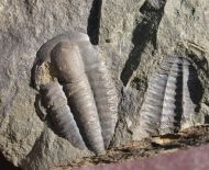 Ellipsocephalus hoffi (Schlotheim, 1823)