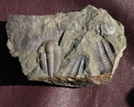 Ellipsocephalus hoffi (Schlotheim, 1823)