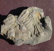 Ellipsocephalus hoffi (Schlotheim, 1823)