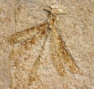 Stenophlebia latreilli (GERMAR, 1839)