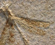 Stenophlebia latreilli (GERMAR, 1839)