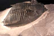 Odontochile paraspiniferum  G. ALBERTI 1983