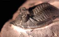 Odontochile paraspiniferum  G. ALBERTI 1983