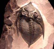 Odontochile paraspiniferum  G. ALBERTI 1983