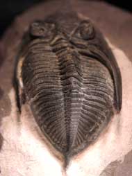 Odontochile paraspiniferum  G. ALBERTI 1983