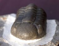 Phacops (Barrandeops) ovatus McKELLAR & CHATTERTON, 2009