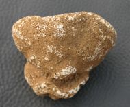 Raphidonema farringdonense