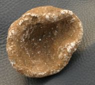 Raphidonema farringdonense