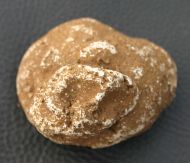 Raphidonema farringdonense