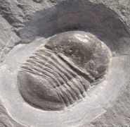 Microparia nudus