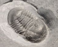 Microparia nudus