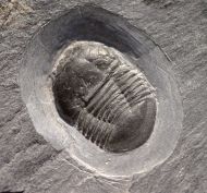 Microparia nudus