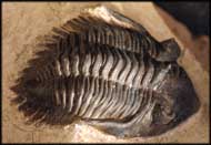 Metacanthina issoumourensis Morzardec 2001