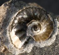 Hoploscaphites c.f. cheyennensis