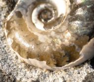 Hoploscaphites c.f. cheyennensis
