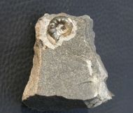 Hoploscaphites c.f. cheyennensis