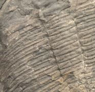 Ogygiocarella debuchii BRONGNIART, 1822