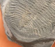 Ogygiocarella debuchii BRONGNIART, 1822