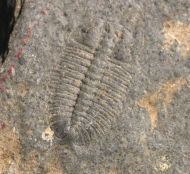 Arthricocephalus laterilobatus Ju, 1983