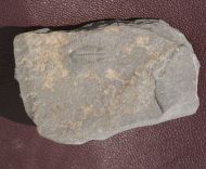 Arthricocephalus laterilobatus Ju, 1983