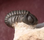 Reedops maurulus Alberti, 1970