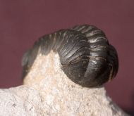 Reedops maurulus Alberti, 1970