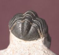 Reedops maurulus Alberti, 1970