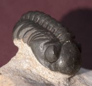 Reedops maurulus Alberti, 1970