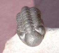 Reedops maurulus Alberti, 1970