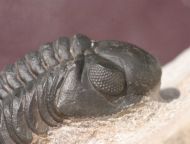 Reedops maurulus Alberti, 1970