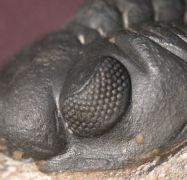 Reedops maurulus Alberti, 1970