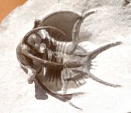 Ceratarges sp.