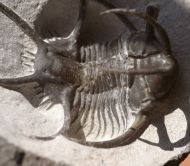 Ceratarges sp.